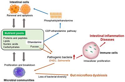 Nutritional Intervention for the Intestinal Development and Health of Weaned Pigs